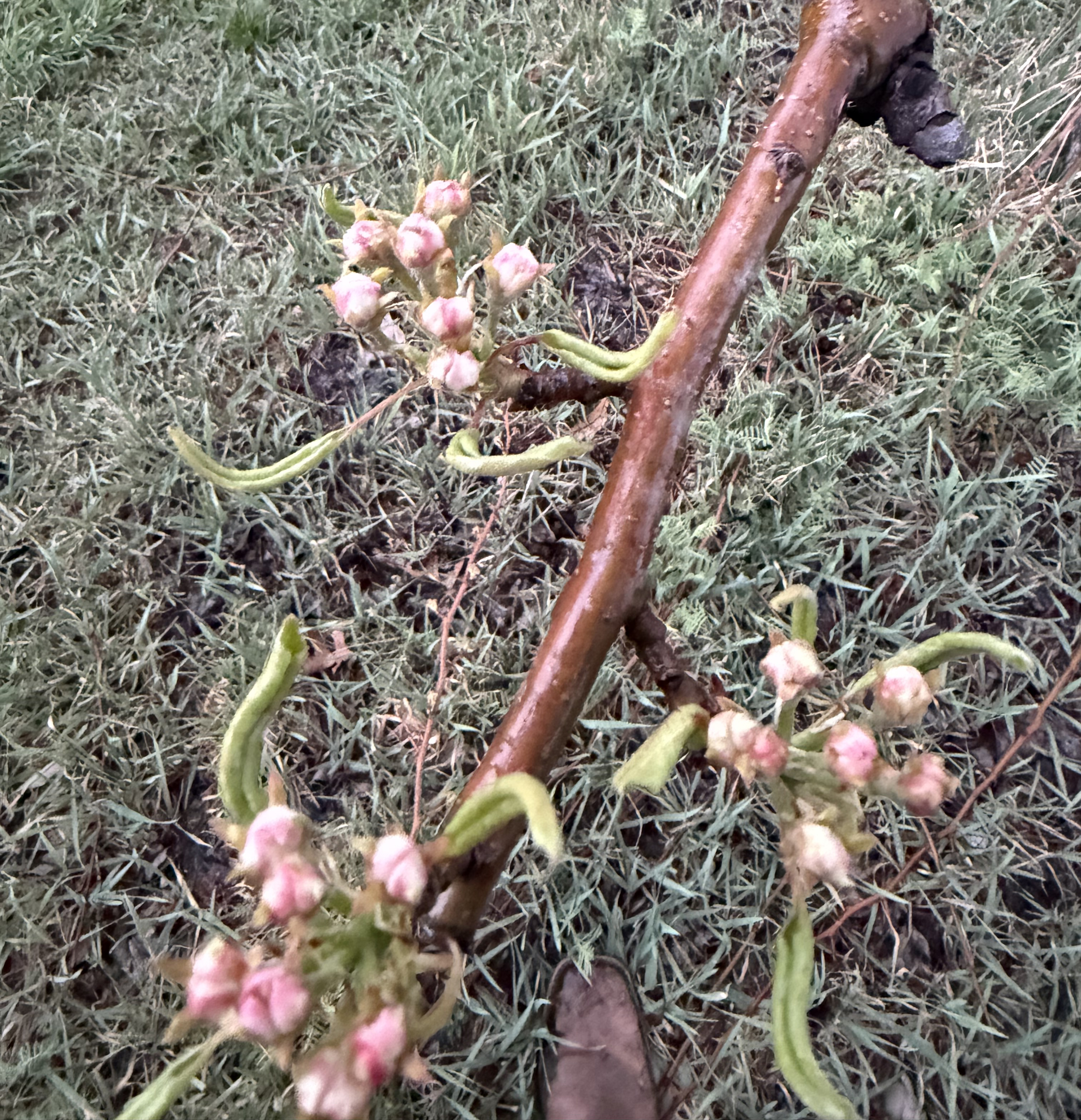 Pear buds starting to bloom on a Shenandoah pear tree.